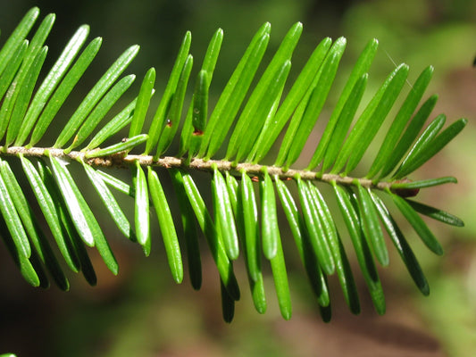 Sapin baumier Bio – Huile essentielle Pure