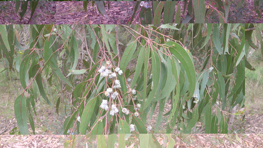 Eucalyptus globuleux (commun) Bio – Huile essentielle Pure