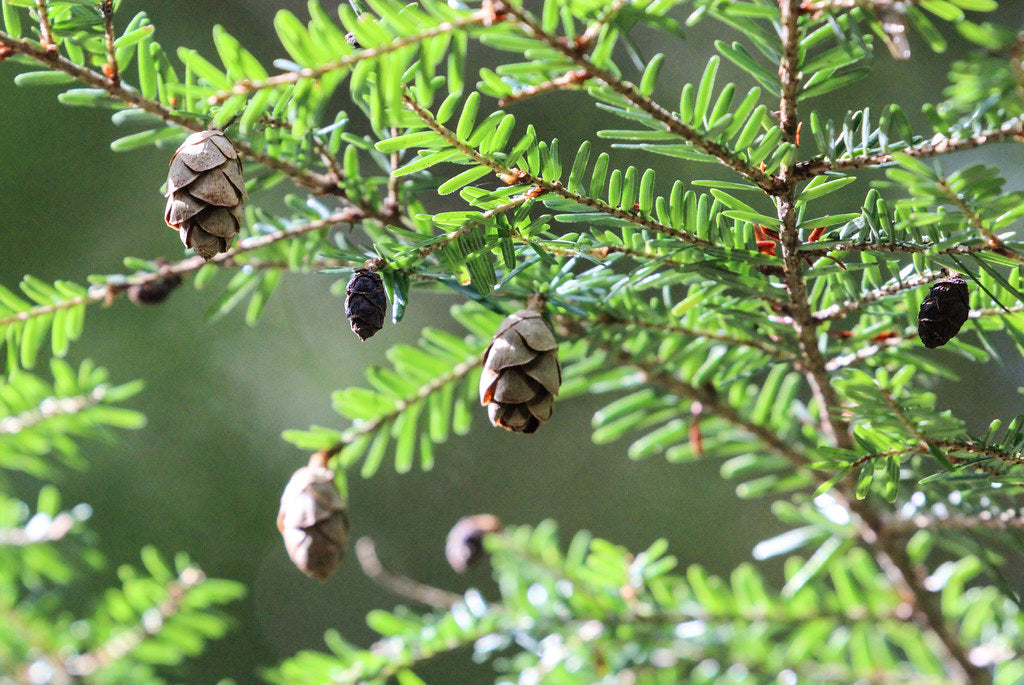 Pruche  – Huile essentielle Pure