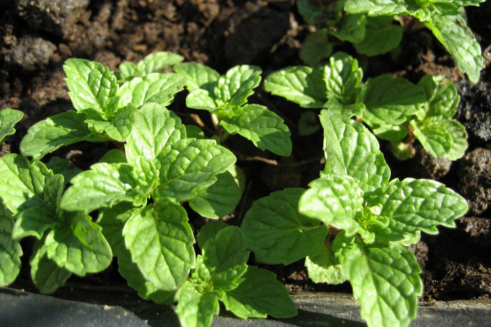 Menthe Poivrée Bio Suprême – Huile essentielle Pure