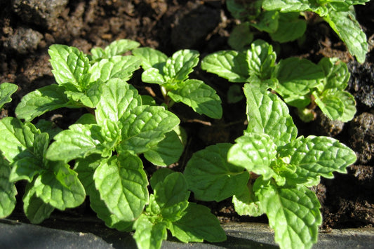 Menthe Poivrée Bio Suprême – Huile essentielle Pure