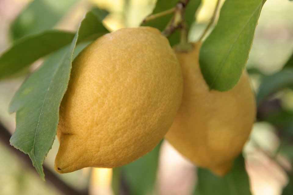Organic Lemon - Pure Essential Oil
