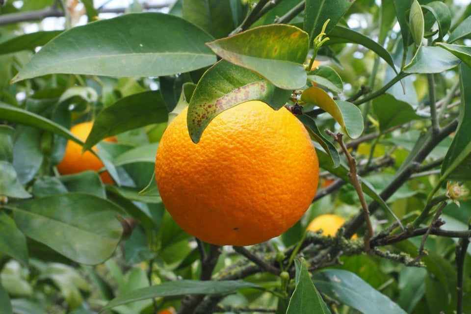 Sweet Orange Organic – Pure Essential Oil