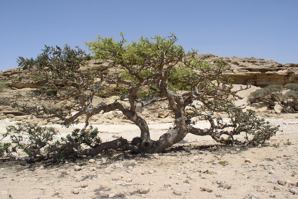 Frankincense (Frankincense tree - Boswellia carterii) - Pure Essential Oil