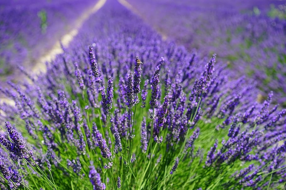 Organic Lavender - Pure Essential Oil